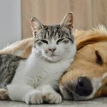 Регистрация домашних животных.